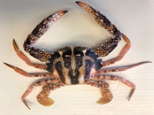 Un nuovo nuotatore alieno trovato in mare: dopo il granchio blu, pescato il “granchio crocifisso”