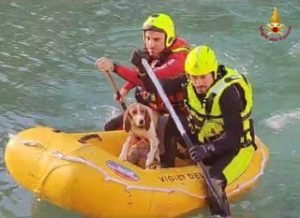 Il cane si ferisce durante la battuta di caccia, recuperato dai Vigili del fuoco <span> (Video)