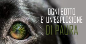 Capodanno, ecco il video-decalogo Oipa per proteggere gli animali dai botti Capodanno, ecco il video-decalogo Oipa per proteggere gli animali dai botti