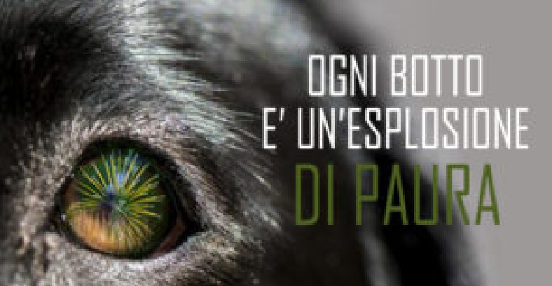 Capodanno, ecco il video-decalogo Oipa per proteggere gli animali dai botti