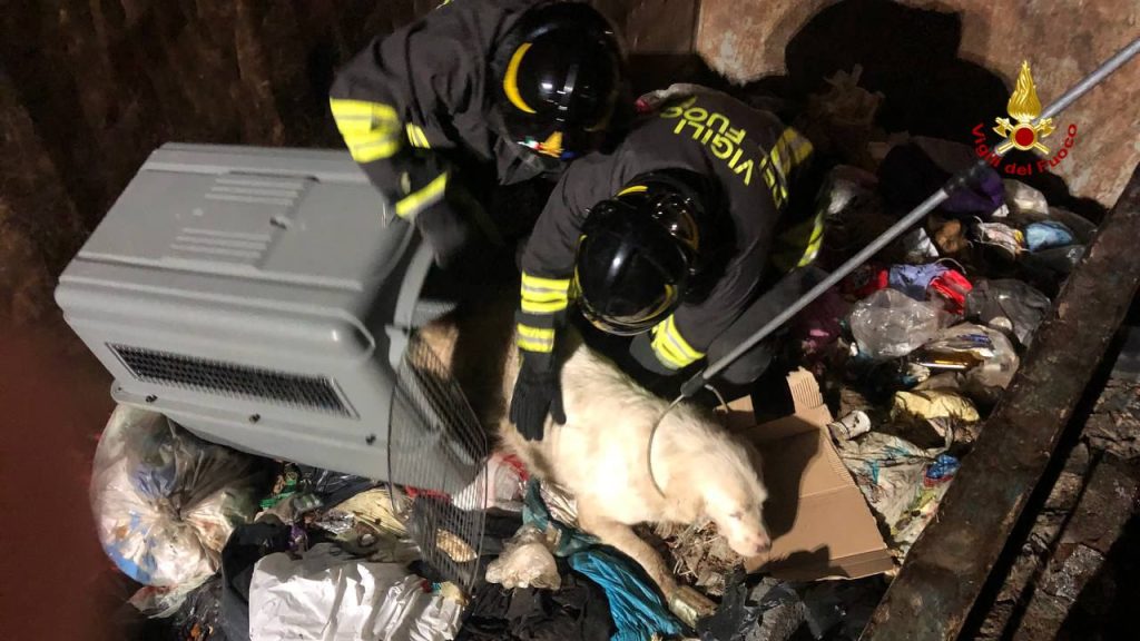 Cane resta incastrato tra un container e una lavatrice all’isola ecologica: lo liberano i Vigili del fuoco <span> (Video e foto)
