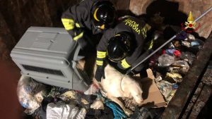 Cane resta incastrato tra un container e una lavatrice all’isola ecologica: lo liberano i Vigili del fuoco <span> (Video e foto)