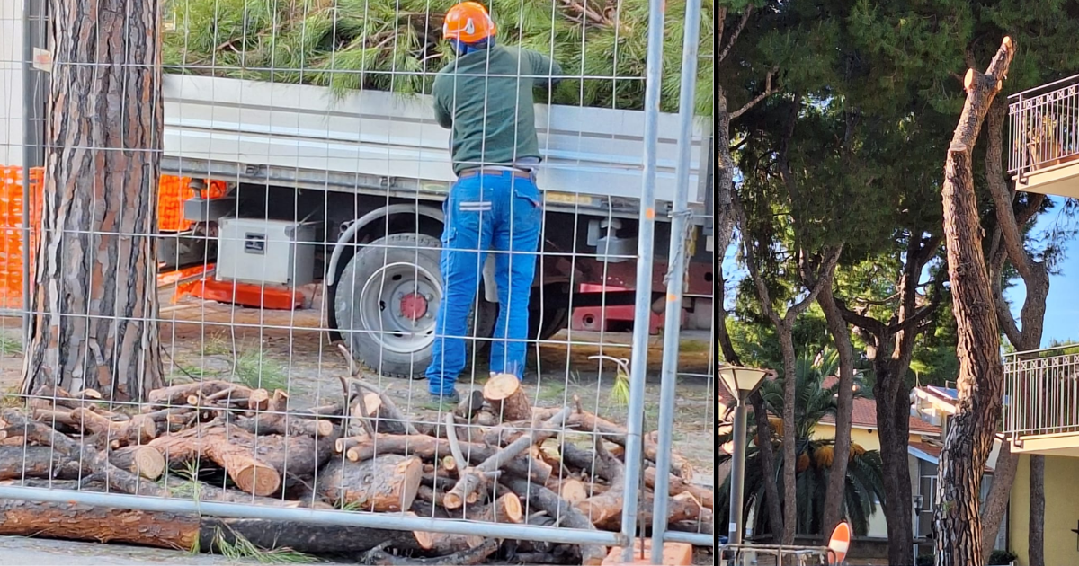 Proteste per il taglio dei pini in via Mare, il Comune: «Tolti solo 7 per le barriere architettoniche, al loro posto altri alberi»