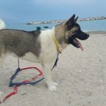 Nuove spiagge per animali, Mozzoni: «Serve percorso condiviso»