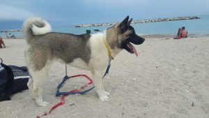 Nuove spiagge per animali, Mozzoni: «Serve percorso condiviso»