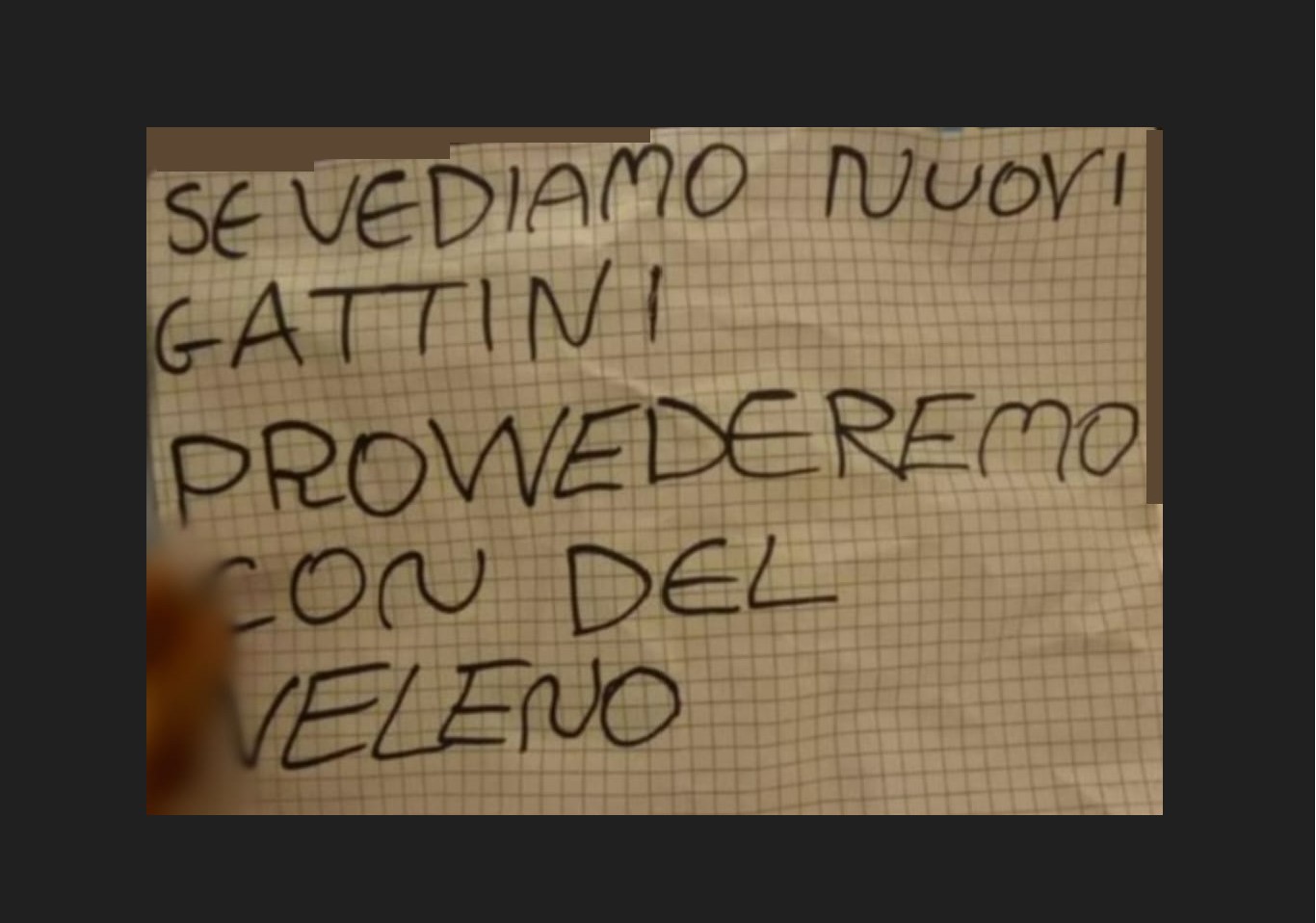 «Te li portiamo via tutti, provvederemo con del veleno»: gatti uccisi o spariti, il dolore della donna che li accudiva