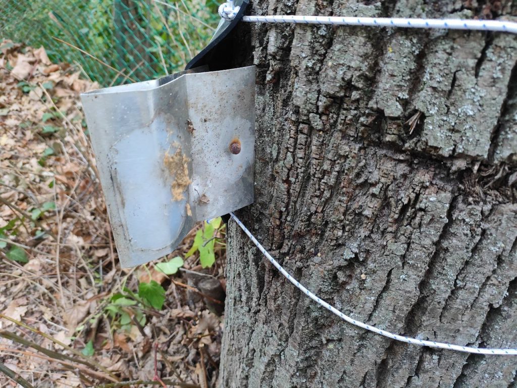 Gli alberi dell’Annunziata “liberati” dai chiodi dopo sei anni <span> (Video e foto)