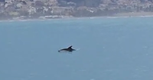 Spettacolo di delfini al Molo Sud di San Benedetto <span> (Video)