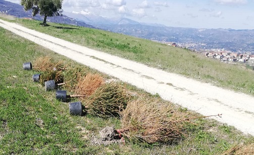 Alberi di Natale abbandonati e ormai secchi, la protesta dell’opposizione