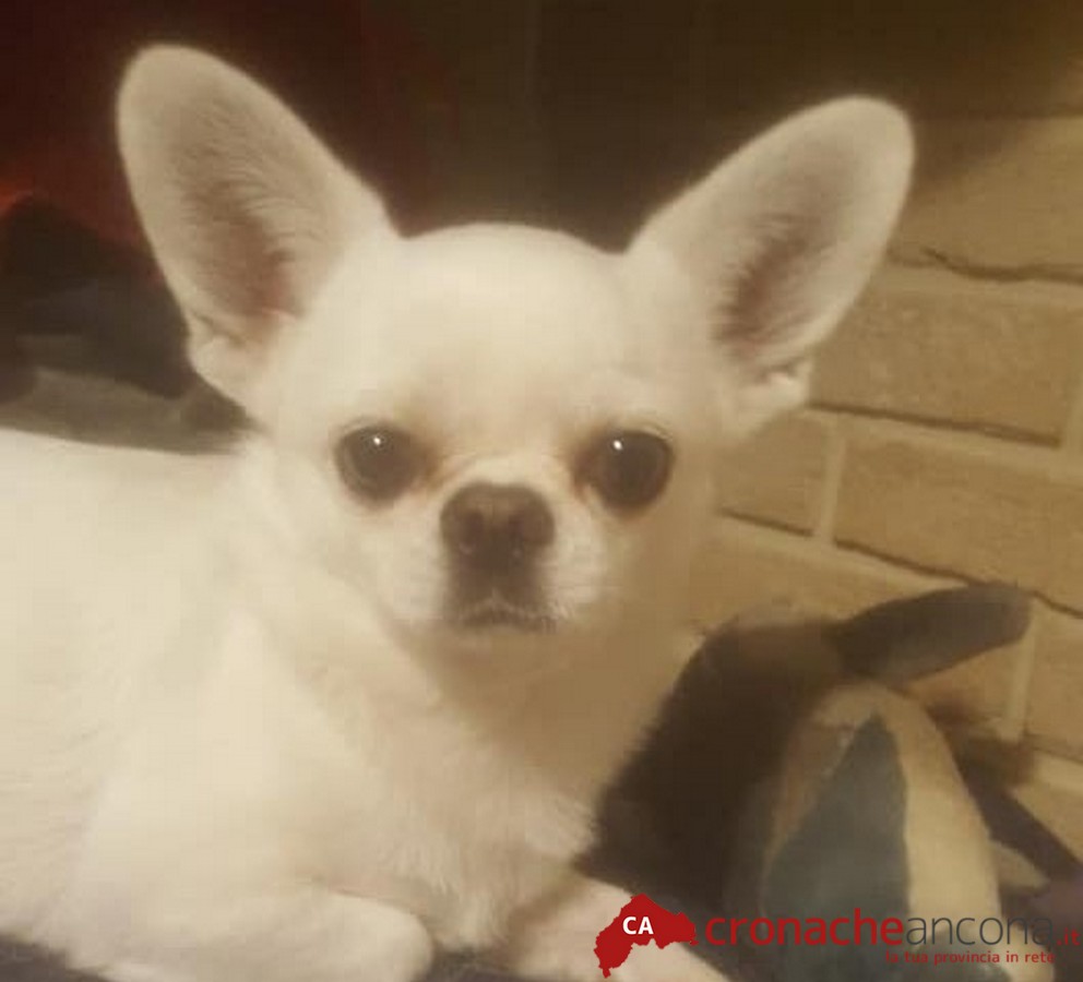 Sbranato da un cane scappato dal cancello: chihuahua di 9 anni ucciso durante la passeggiata