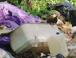 Nella discarica abusiva spunta uno scoiattolo: ma la vergogna resta <span> (Video e foto) </span>