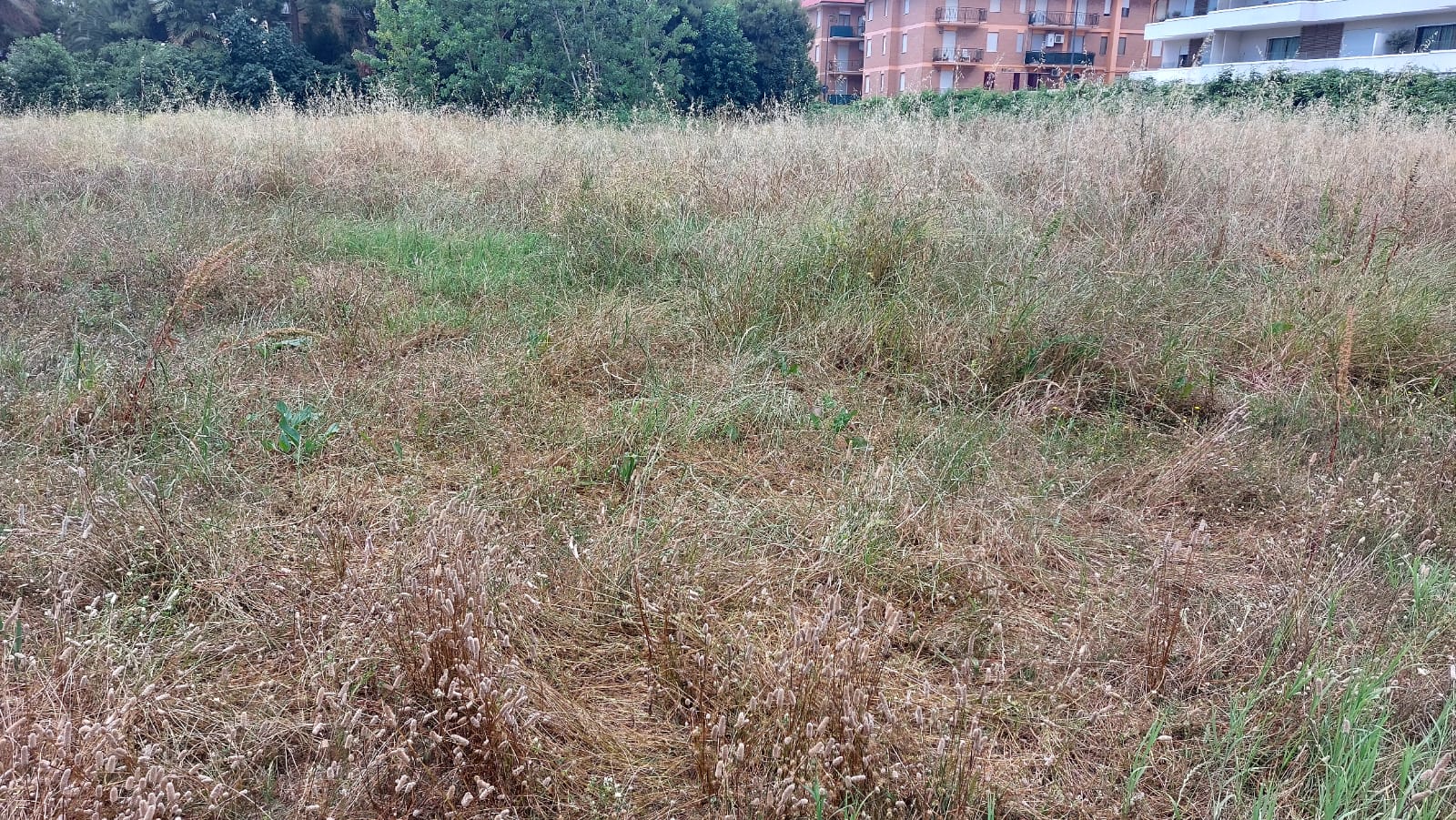 Non è il Selvaggio West, è l’area dell’Ex Tirassegno, al centro esatto del lungomare di San Benedetto <span> (Foto)