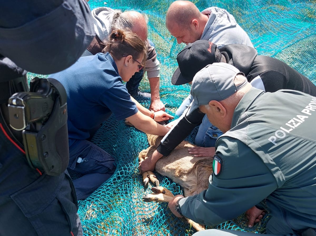 Capriolo intrappolato in un terreno recintato a Porto d’Ascoli: salvato e riportato nel suo habitat naturale