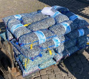Cinquanta chili di vongole senza tracciabilità: sequestro al porto
