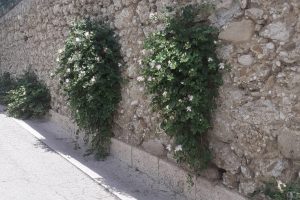 Quattro passi in città: la flora spontanea in strada e tra le case Quattro passi in città: la flora spontanea in strada e tra le case