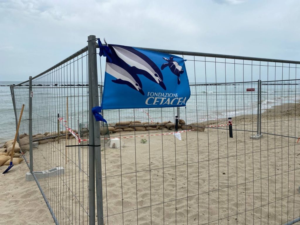Le condizioni delle uova di tartaruga restano buone: continua il monitoraggio sulla spiaggia <span> (Video) </span>