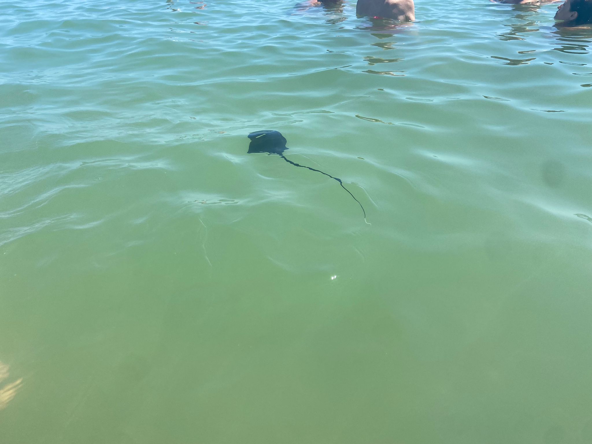 Tuffo in mare con sorpresa: ecco una coppia di razze a pochi passi dalla riva