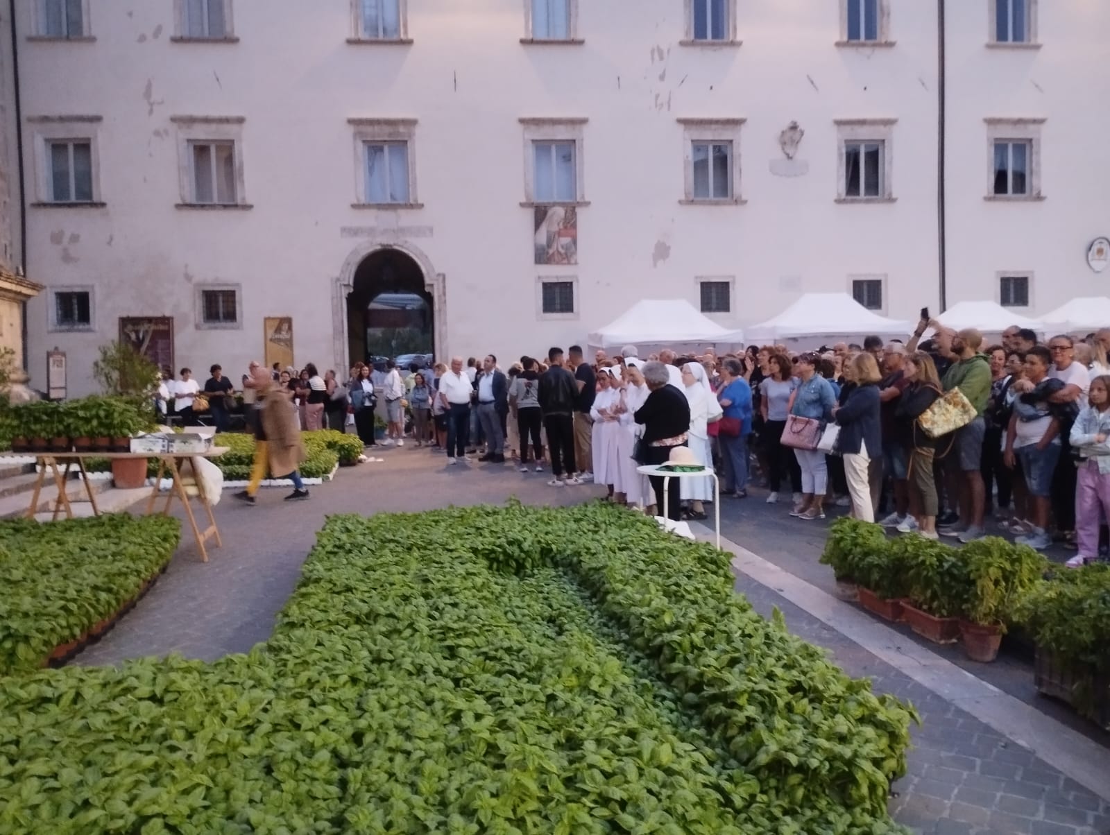 L’alba si affaccia sul “tappeto” di basilico: che la festa di Sant’Emidio abbia inizio <span> (Video e foto)