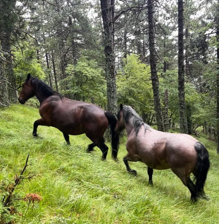 I lupi fanno strage di puledri e vitelli: «Non li alleviamo per farli sbranare, da aprile persi 27 animali»
