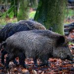 Cinghiale ferito si avventa sul cacciatore e lo azzanna al polpaccio