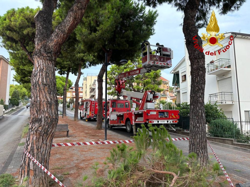 Un grosso ramo di pino rischia di cadere in mezzo alla strada: intervengono i Vigili del fuoco <span> (Video e foto)