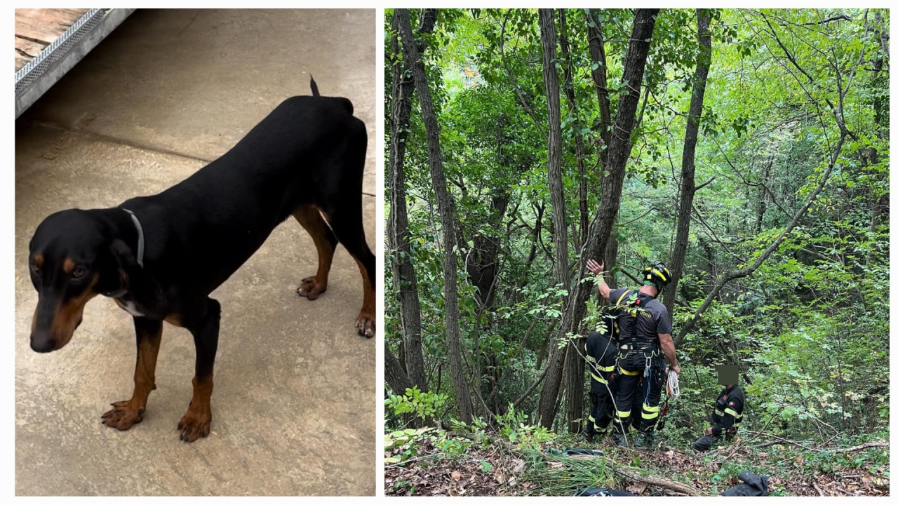 «I vigili del fuoco hanno salvato il mio cane caduto in un burrone. Sarò per sempre grato al 115»