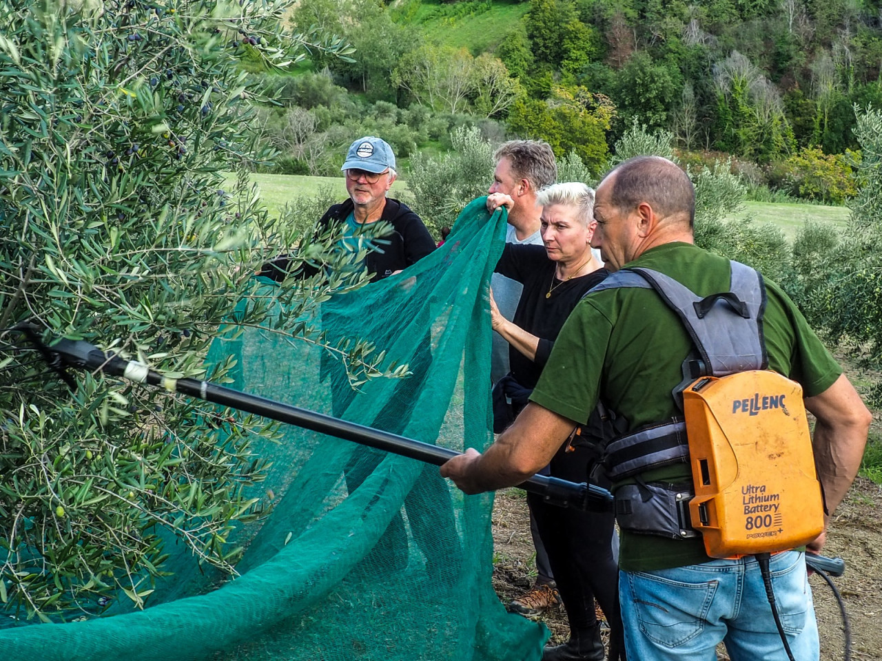 «Nel Piceno raccolta delle olive in netta crescita», il punto degli addetti ai lavori