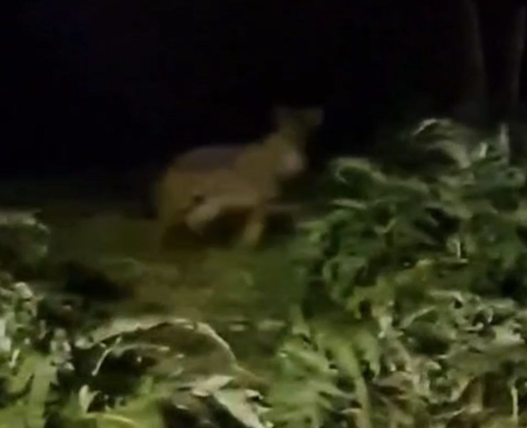 Lupi tra le case, paura tra i residenti: «In passato mai così vicini» <span> (Video) </span>