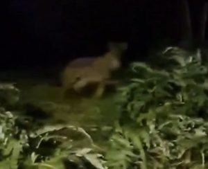 Lupi tra le case, paura tra i residenti: «In passato mai così vicini» <span> (Video) </span> Lupi tra le case, paura tra i residenti: «In passato mai così vicini» <span> (Video) </span>
