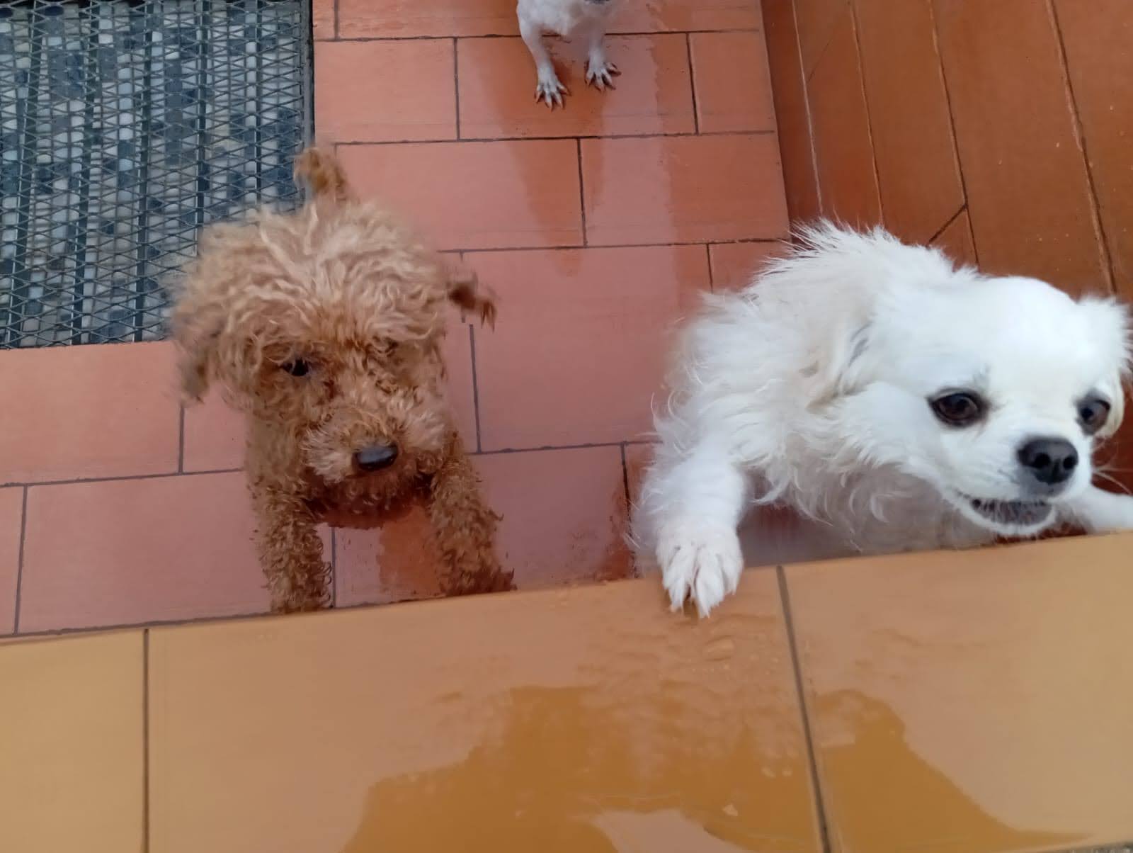 Task force delle associazioni per sbloccare la situazione di stallo per quasi 300 cani