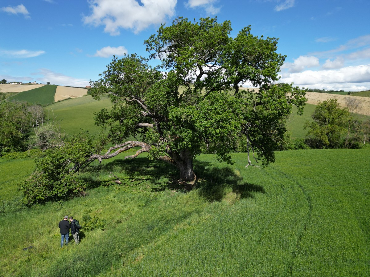 Alberi monumentali e boschi vetusti: <br> il monitoraggio nelle Marche