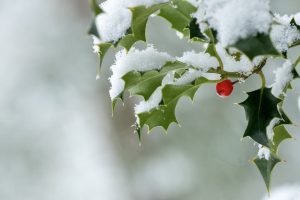La storia delle piante di Natale: da antichissime narrazioni, belle tradizioni da custodire La storia delle piante di Natale: da antichissime narrazioni, belle tradizioni da custodire