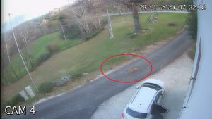 Lupo in strada, a ridosso delle abitazioni Lupo in strada, a ridosso delle abitazioni