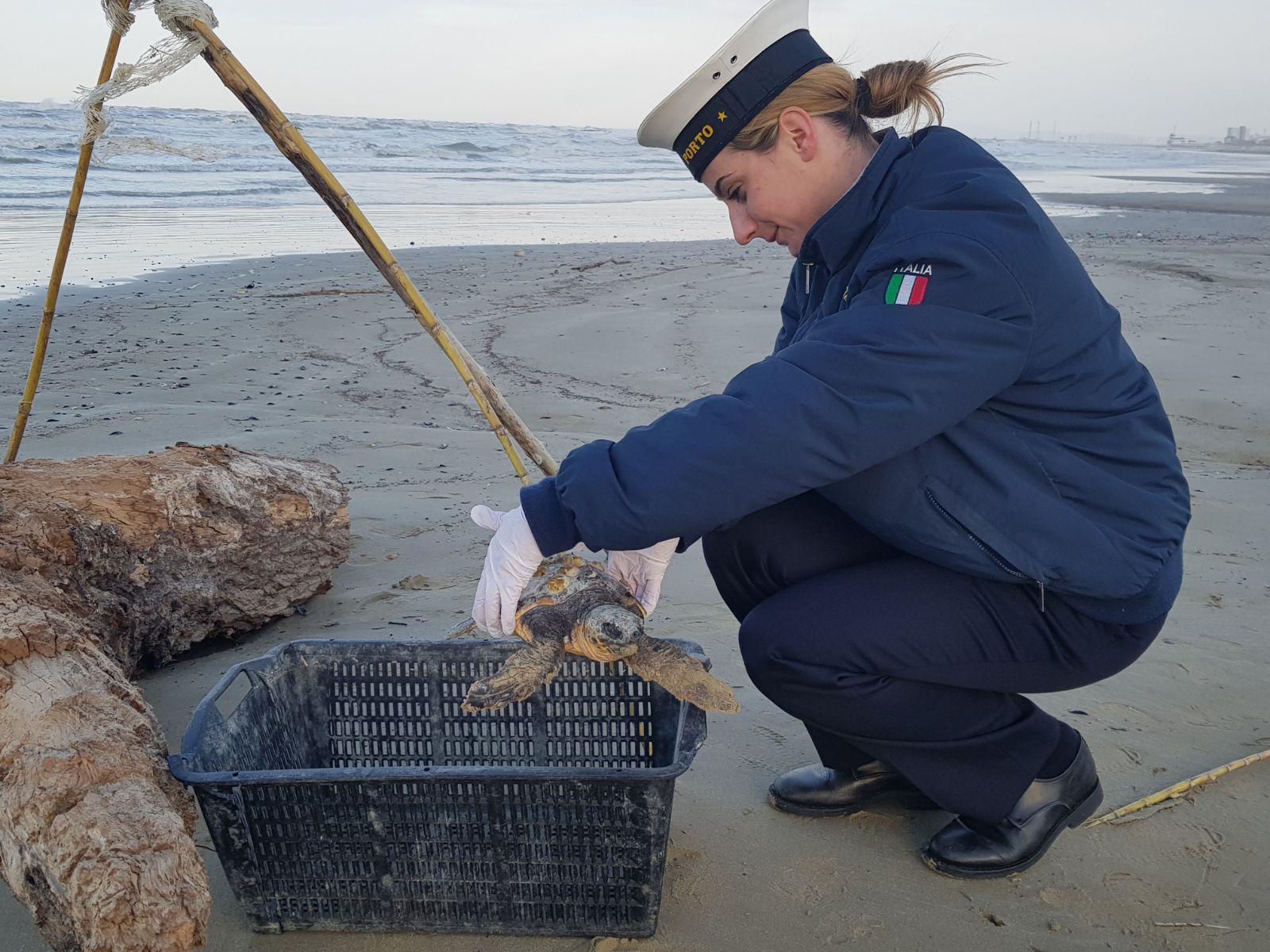 Cosa fare quando si trovano tartarughe in spiaggia: Lo spiega l’Ast