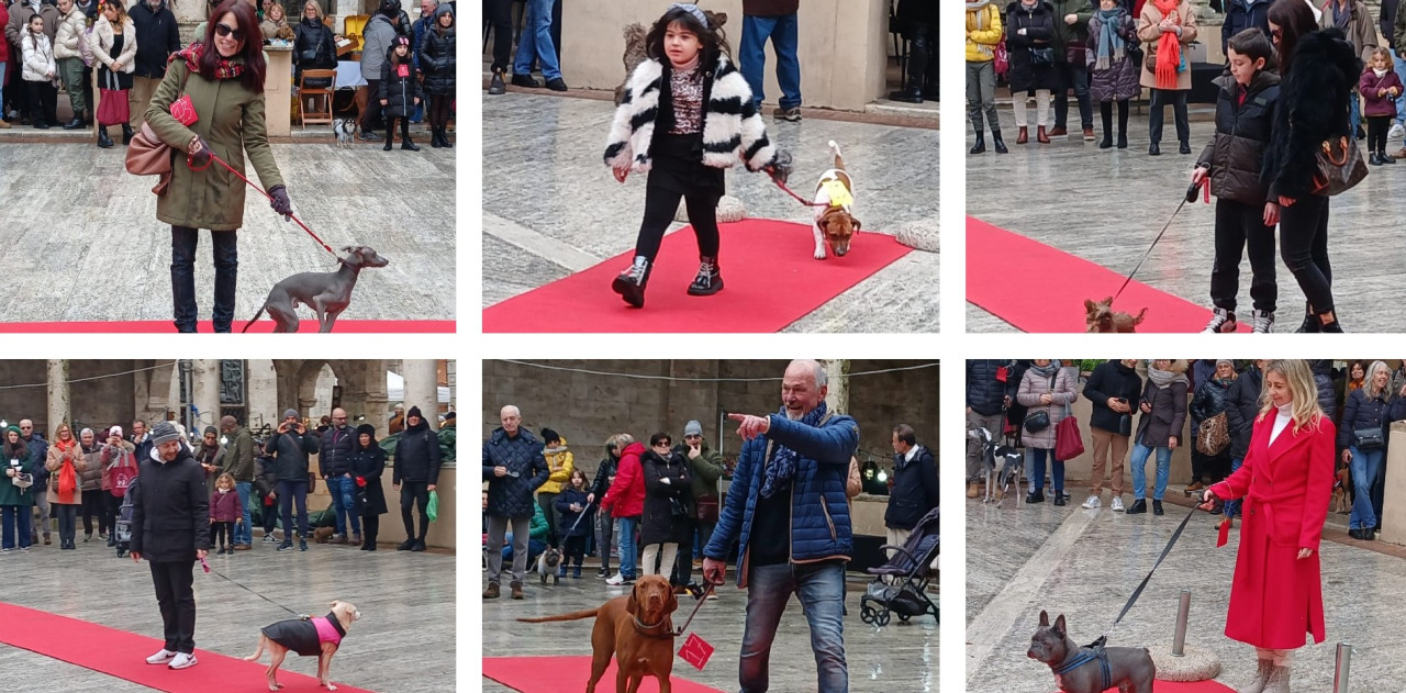 La “Sfilata dei cani” diverte il pubblico del Chiostro di San Francesco <span> (Le foto) </span>