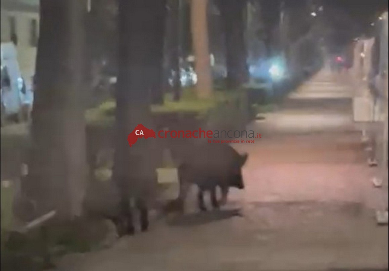 Coppia di cinghiali a passeggio per il Viale della Vittoria come due turisti <span> (Video) </span>