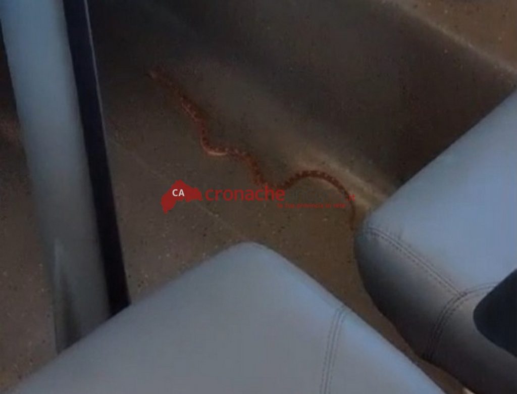 Un serpente come “passeggero” ferma il Frecciarossa ad Ancona <span> (Video)