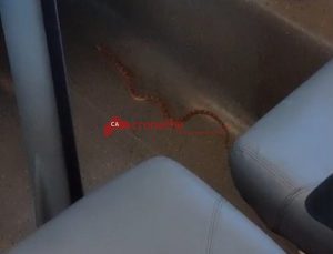 Un serpente come “passeggero” ferma il Frecciarossa ad Ancona <span> (Video) Un serpente come “passeggero” ferma il Frecciarossa ad Ancona <span> (Video)