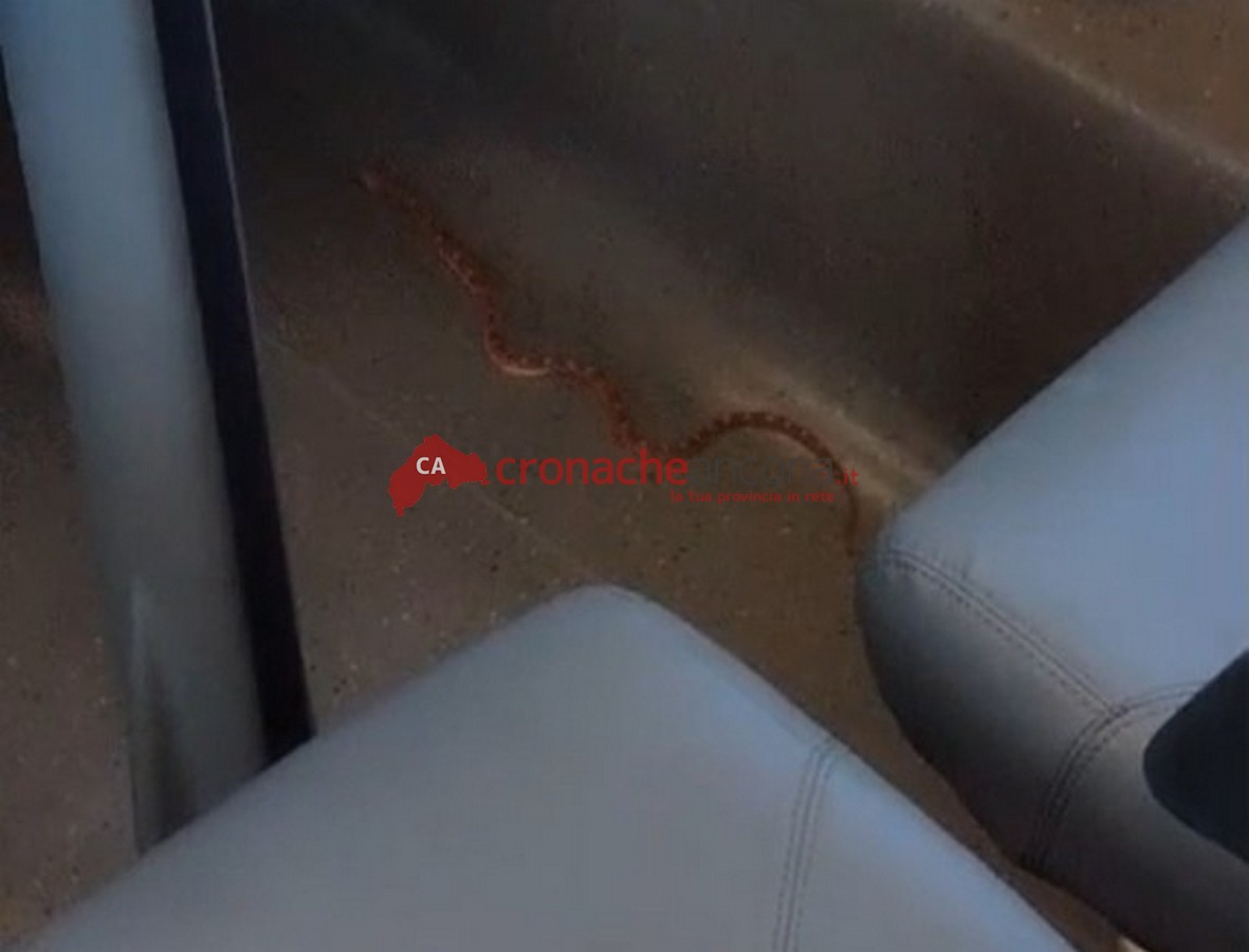 Un serpente come “passeggero” ferma il Frecciarossa ad Ancona <span> (Video)