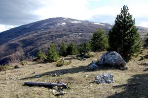 Il pino nero, albero frugale delle nostre montagne