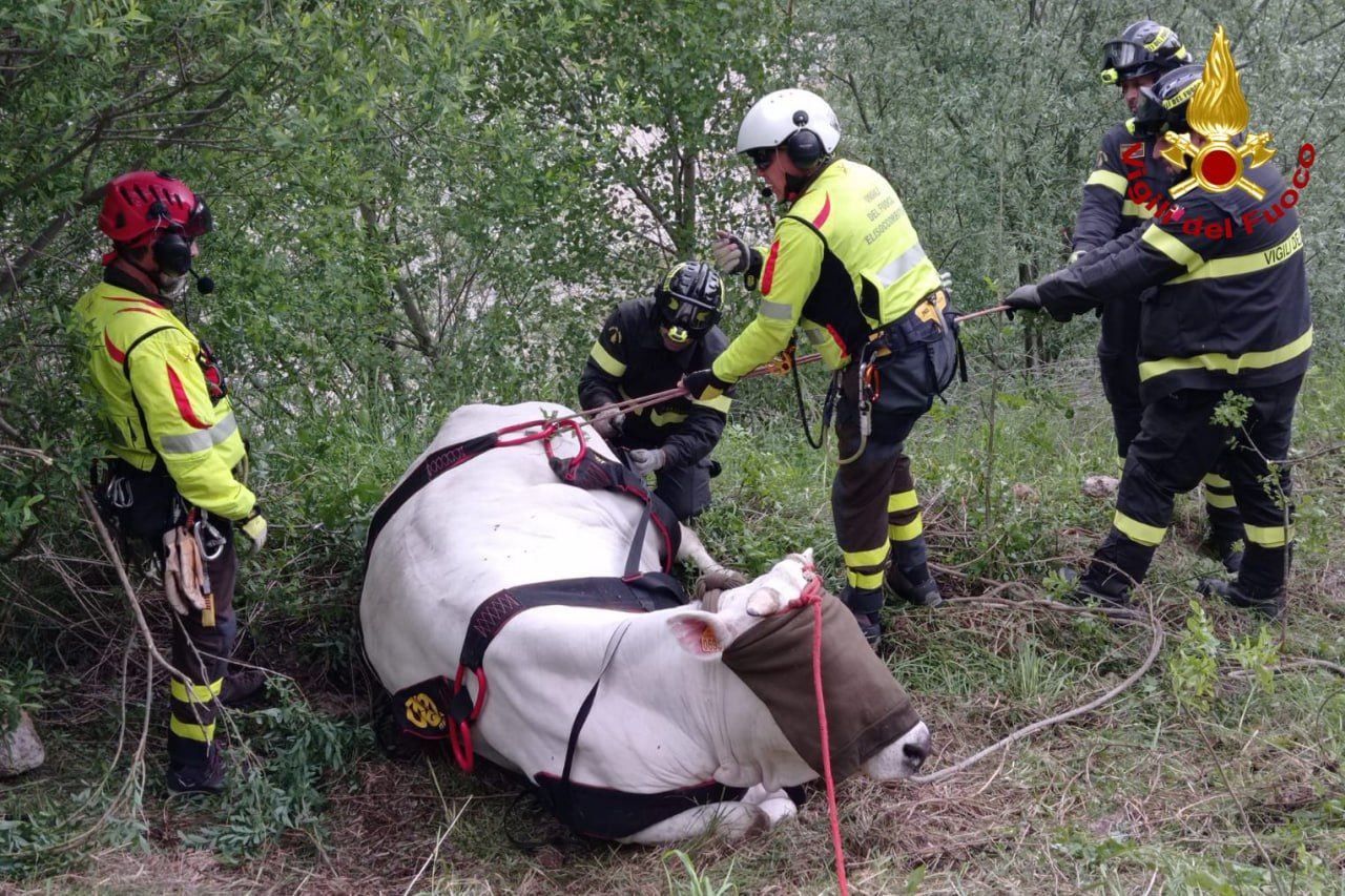 Mucca precipita nel dirupo: recuperata con l’elicottero