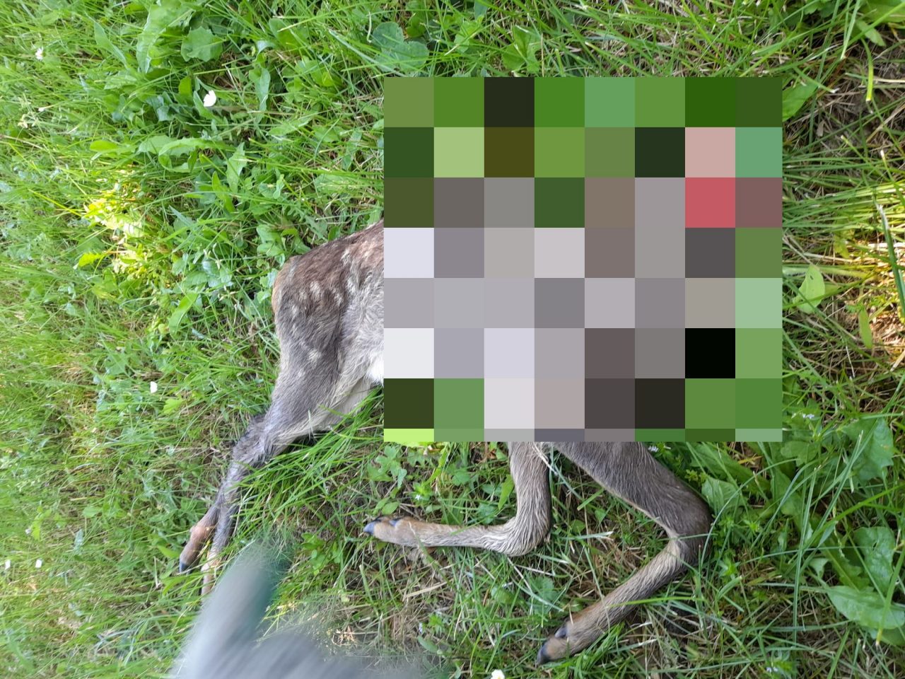 «Capriola con la testa mozzata, intimidazione contro il delegato Lac»