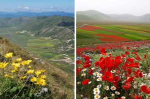 Lo spettacolo della natura: la Fiorita di Castelluccio <span> (Foto) </span>