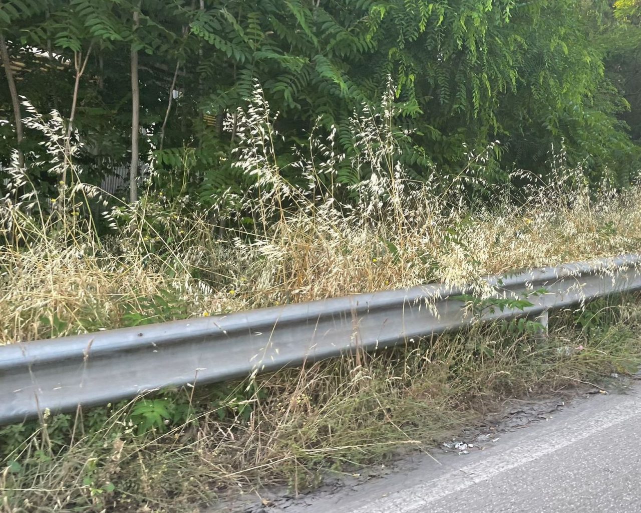 Erbacce sulla sopraelevata, Piunti: «Bisogna pulirla, è una questione di sicurezza»