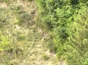 Grosso felino nelle campagne picene: <span> il video dell’ultimo avvistamento </span>