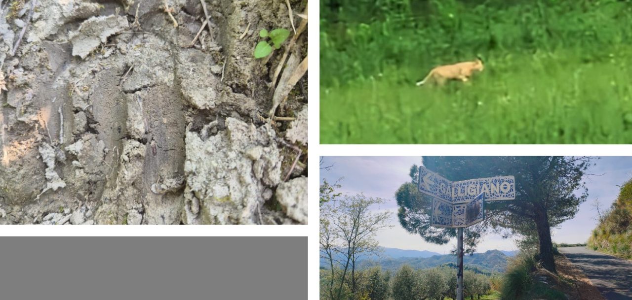 Mozzano-Galligiano, il mistero del felino si infittisce: nuovi avvistamenti, pollai sbranati e paura tra i residenti