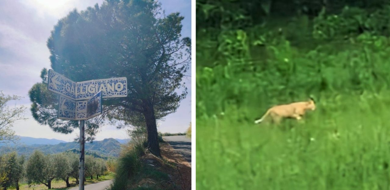 Il felino (in)visibile: il muro del “si dice” e il cicaleccio social