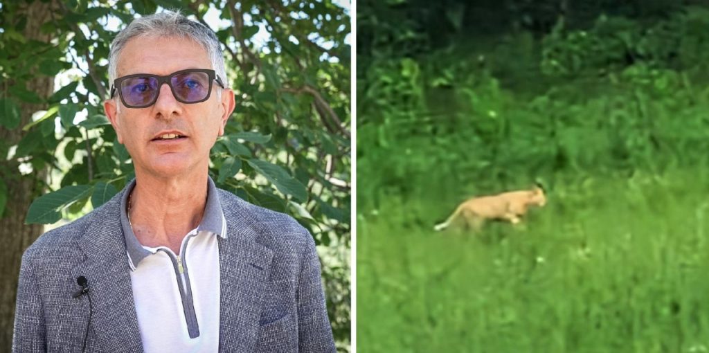Felino tra le campagne di Venarotta, la parole del dottor Filipponi: «Interferenze dannose dai social» <span> (Video intervista) </span>