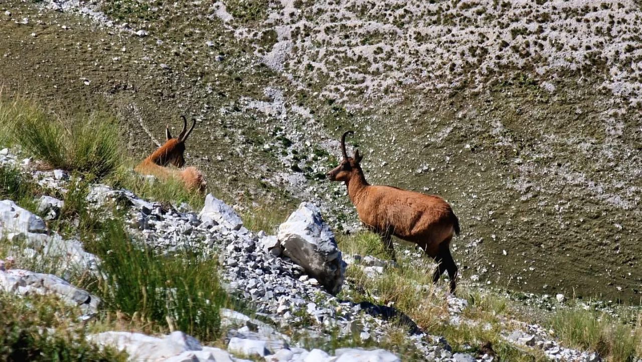 «Camoscio, crescita esponenziale nel Parco dei Sibillini: cosa fare se lo incontrate