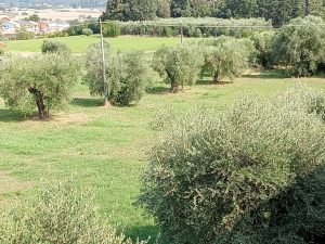 L’olivo, pianta iconica delle nostre colline